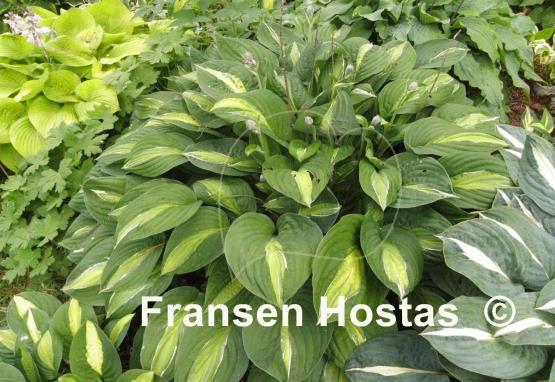 Hosta Mata Hari